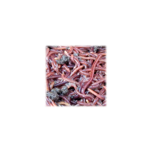 LOMBRIZ DE TIERRA KILO DENDROBAENA