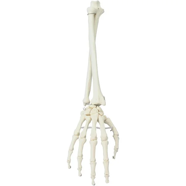 Modelo de Mano con Antebrazo - 6008