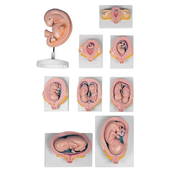 Modelo Embarazo Pack 9 Meses - L204
