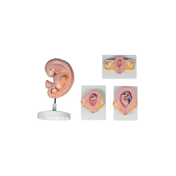 Modelo Embarazo Pack 9 Meses - L204 - Imagen 2