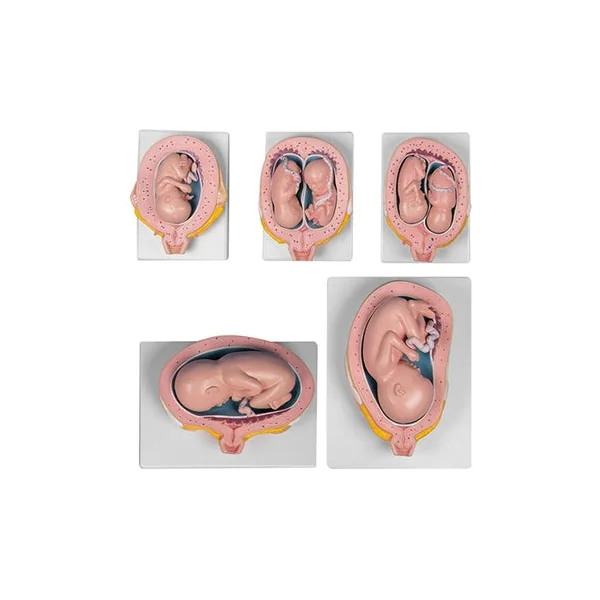 Modelo Embarazo Pack 9 Meses - L204 - Imagen 3