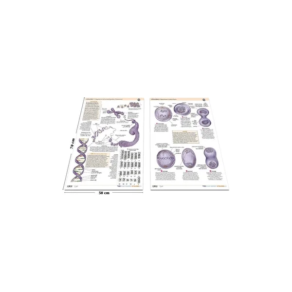 PACK 2 Láminas MARBÁN - Citología