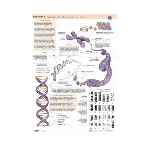 PACK 2 Láminas MARBÁN - Citología - Imagen 2