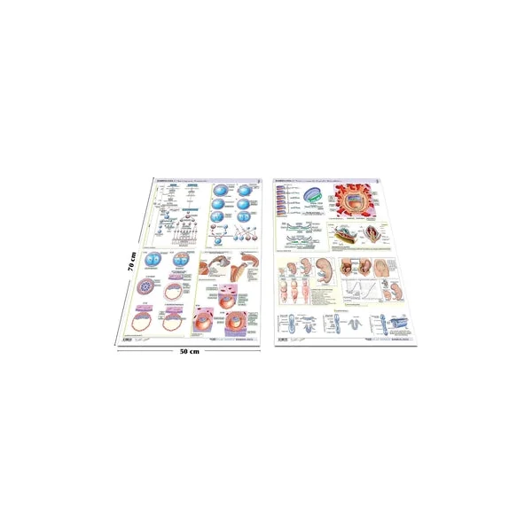 PACK 2 Láminas MARBÁN - Embriología
