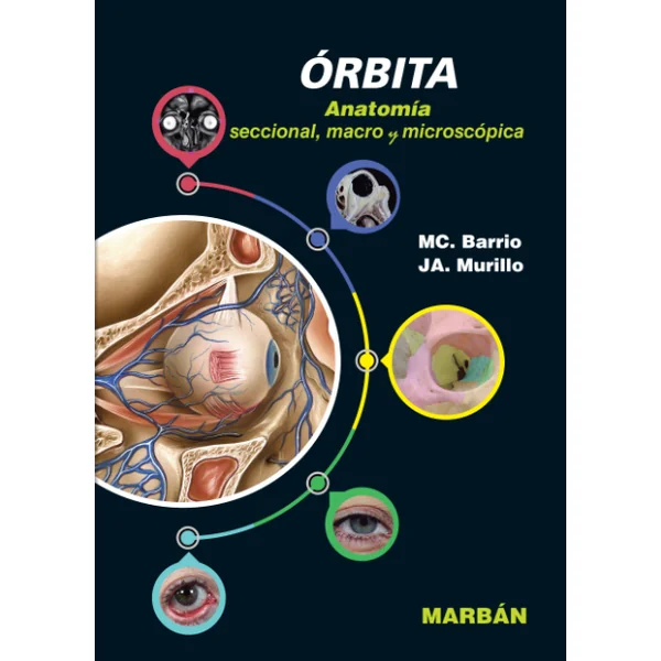 Órbita. Anatomía seccional, macro y microscópica